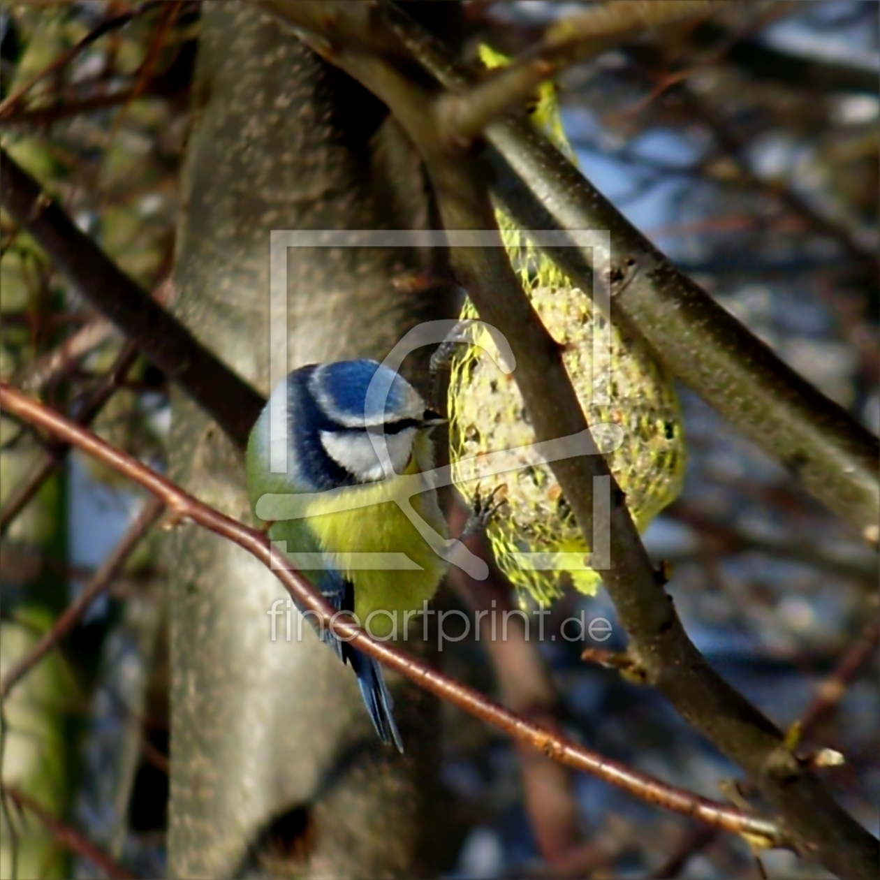 Bild-Nr.: 10260609 Blaumeise im Wald erstellt von Heike Hultsch