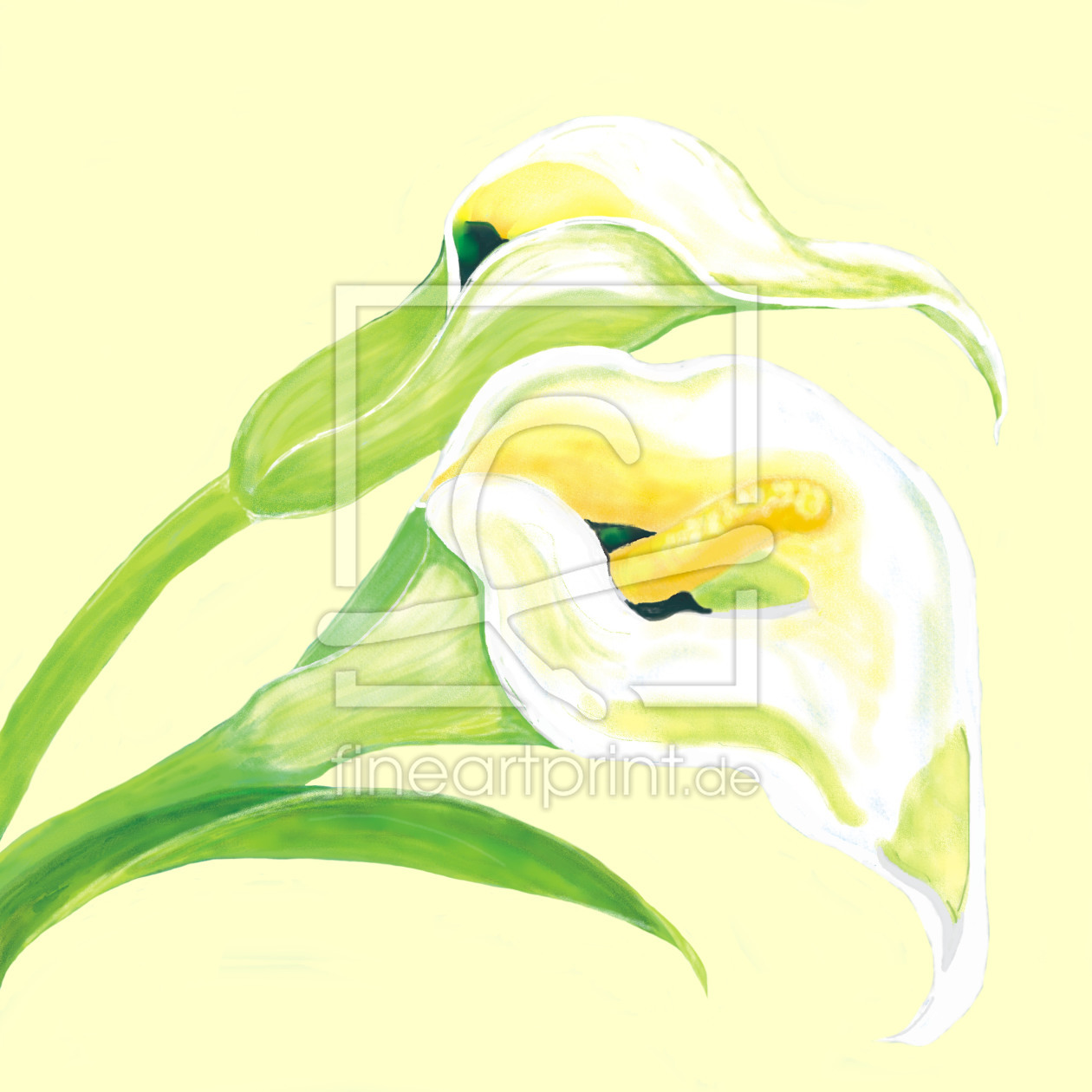 Bild-Nr.: 10260993 Pure white calla erstellt von Heidemarie Sattler