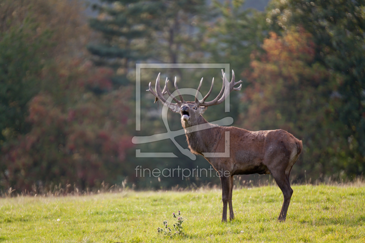 Bild-Nr.: 10262497 Hirsch_in_der_Brunft_2 erstellt von pixelschmied