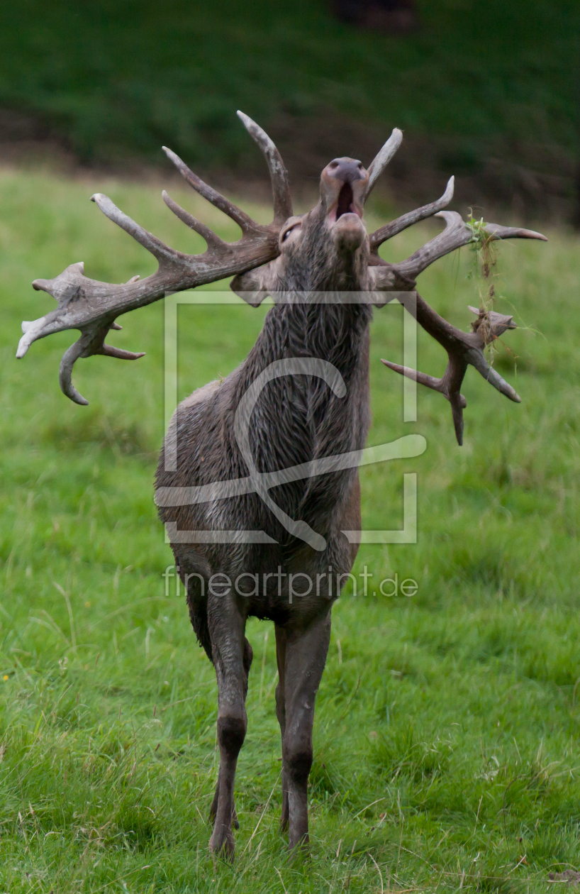 Bild-Nr.: 10262515 Hirsch_in_der_Brunft_6 erstellt von pixelschmied