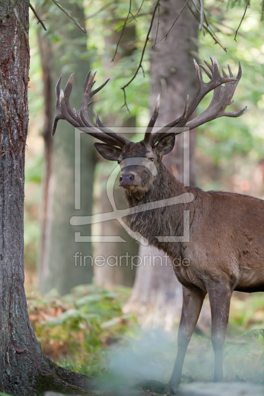 Bild-Nr.: 10262529 Hirsch_in_der_Brunft_8 erstellt von pixelschmied