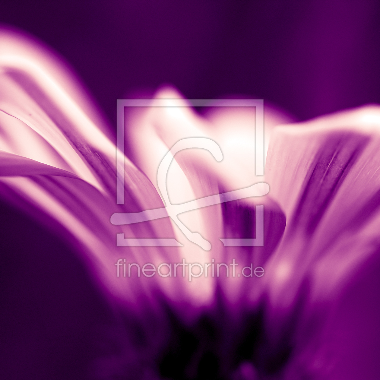 Bild-Nr.: 10265575 Kapkörbchen VI violett erstellt von dresdner