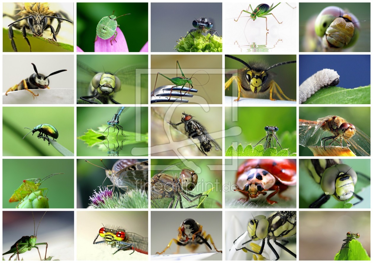Bild-Nr.: 10266557 posing insects erstellt von Birgit Presser