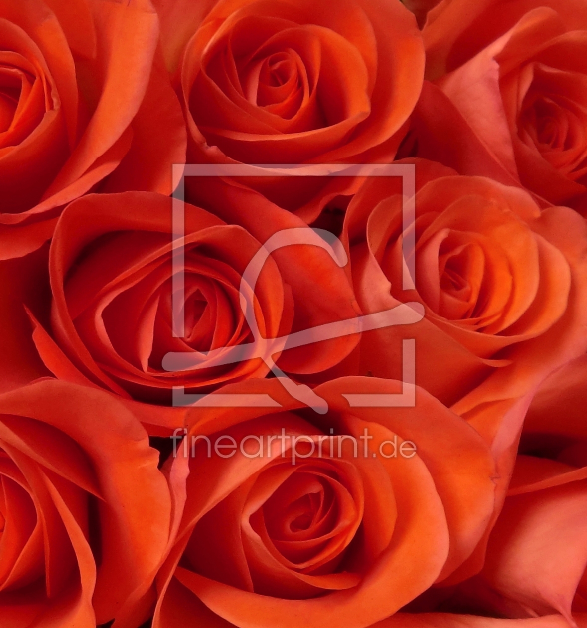 Bild-Nr.: 10266667 Rosenblüten erstellt von Amazone54