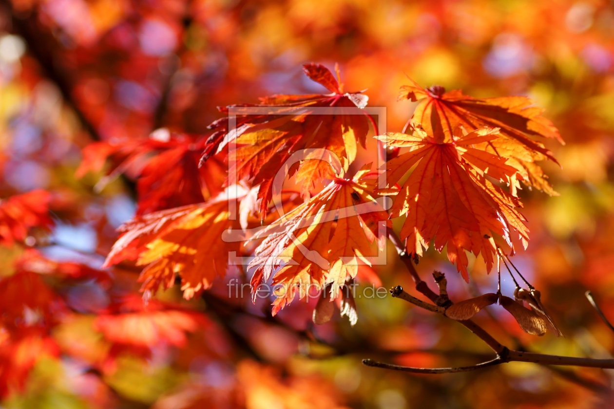 Bild-Nr.: 10266765 Herbstimpression erstellt von youhaveadream