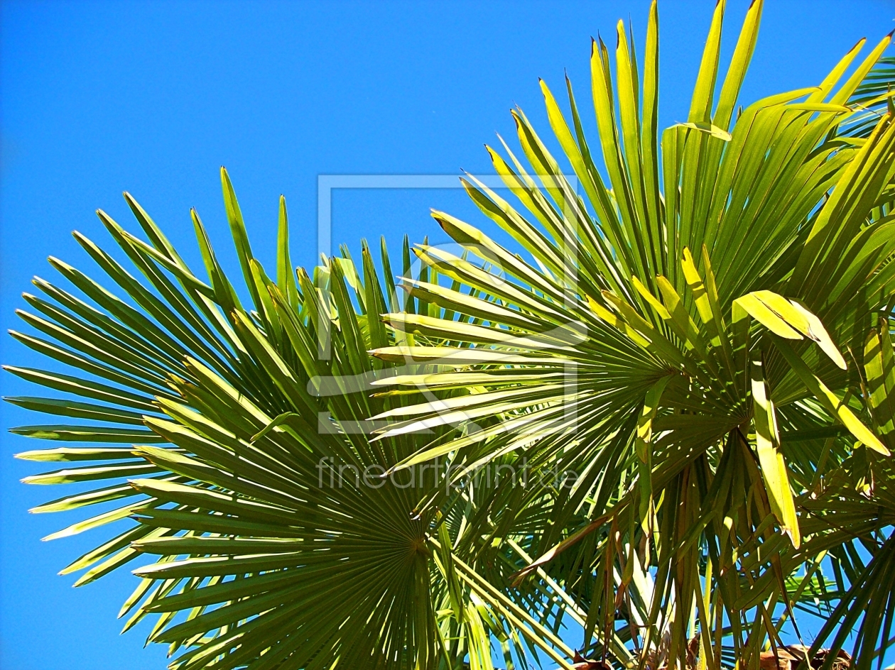 Bild-Nr.: 10268085 Palmenhimmel erstellt von Marion227