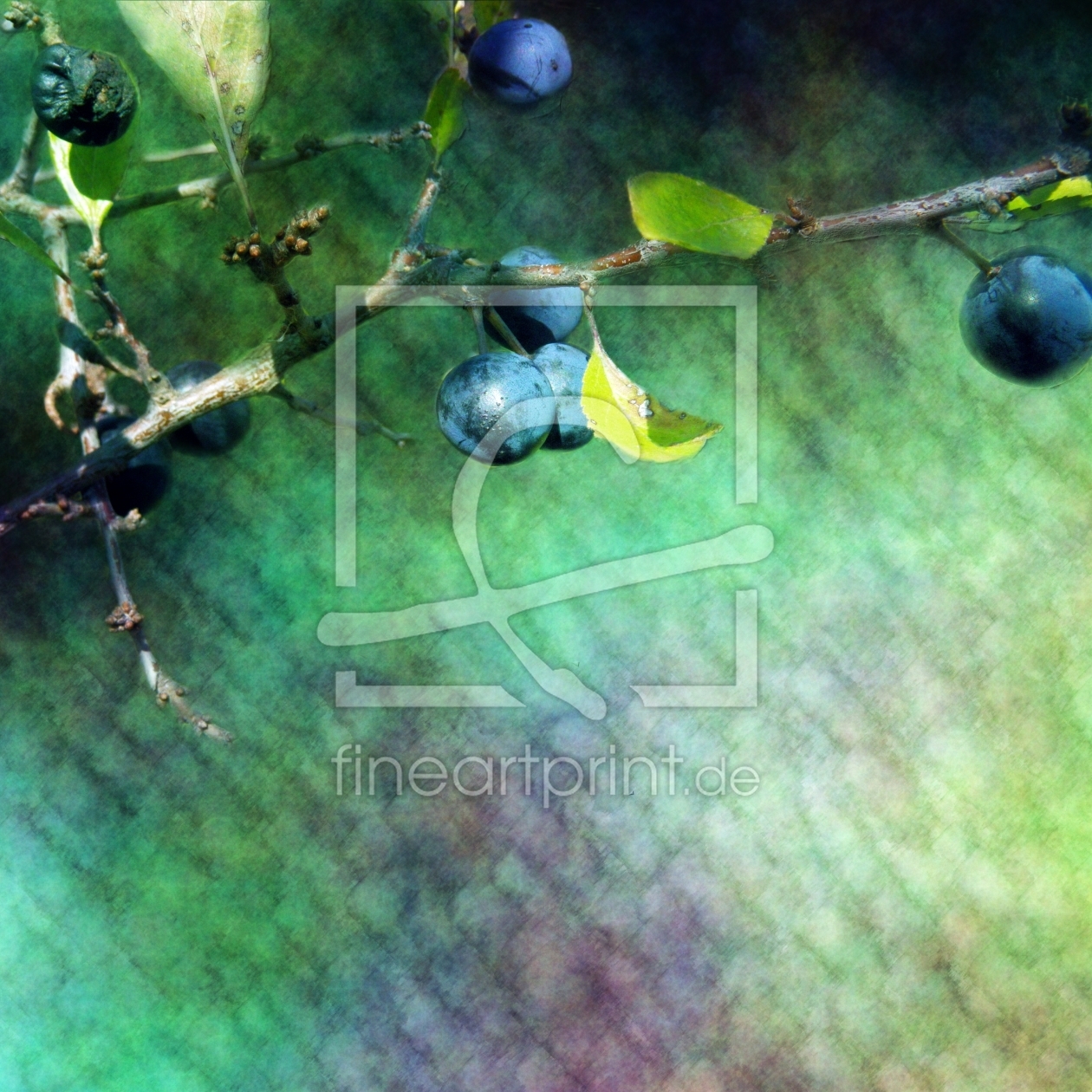 Bild-Nr.: 10270811 blackthorn erstellt von PaulaPanther