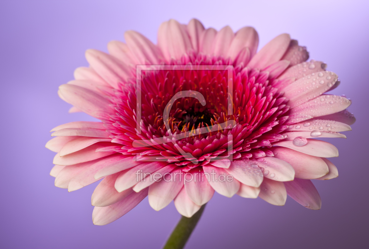 Bild-Nr.: 10272799 Gerbera erstellt von Simone Vanummissen