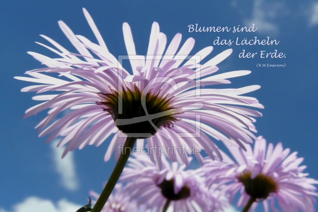 Bild-Nr.: 10273773 Blumen sind... erstellt von youhaveadream