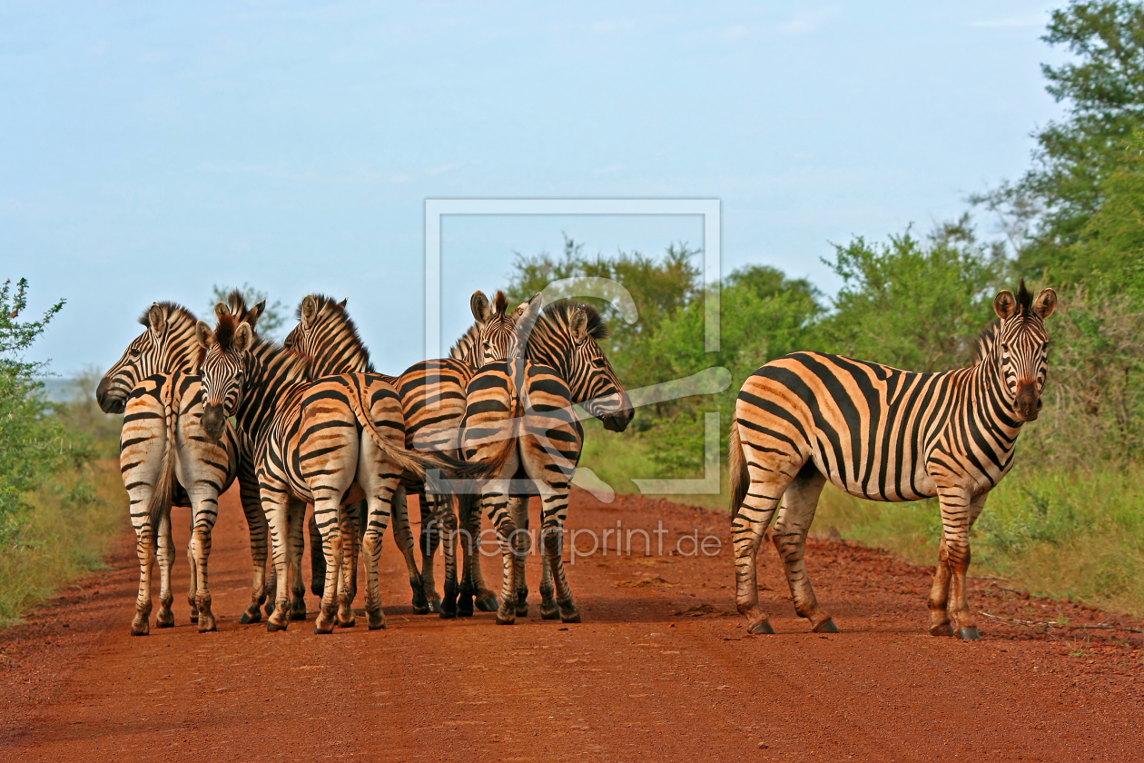 Bild-Nr.: 10275929 Zebras erstellt von Manuel Schulz