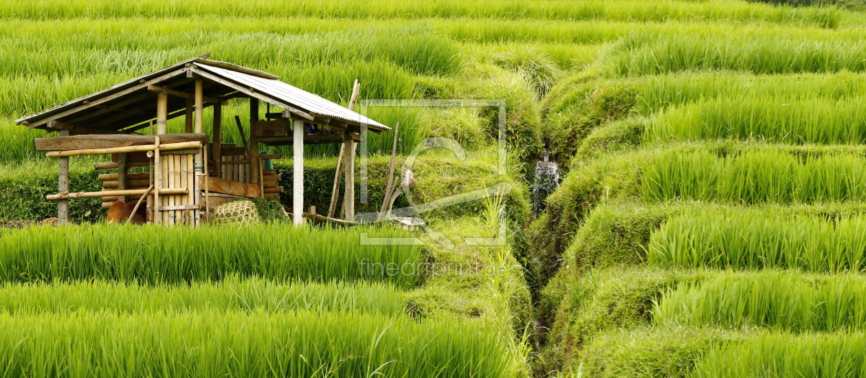 Bild-Nr.: 10275953 Bali, water management in rice field erstellt von fotoping