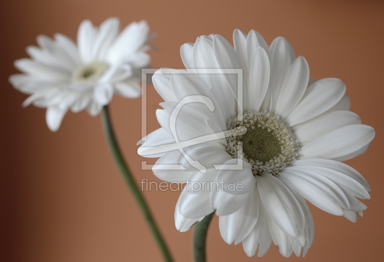 Bild-Nr.: 10276055 Gerbera erstellt von Rolf Eschbach