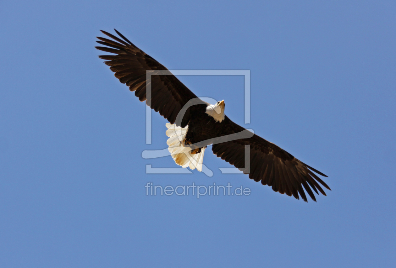 Bild-Nr.: 10276115 fliegender Adler erstellt von Metalmaus