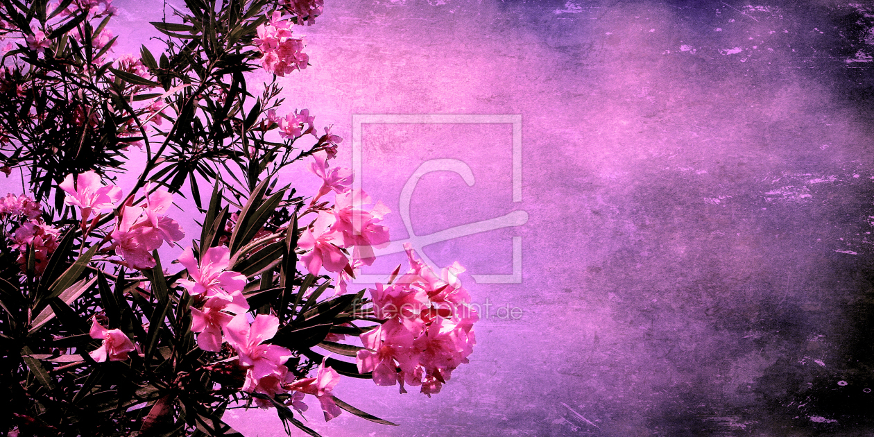 Bild-Nr.: 10276331 Oleander (pink) erstellt von yammay