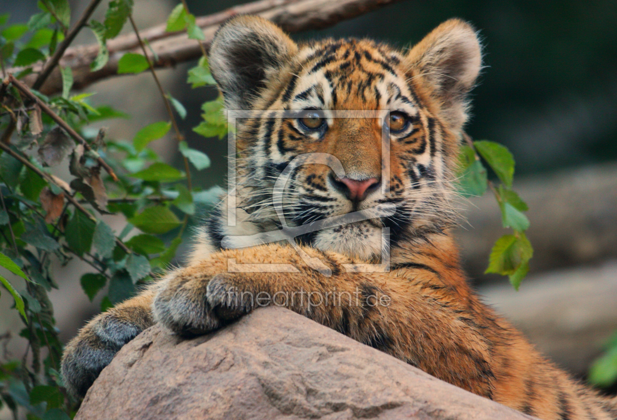 Bild-Nr.: 10277441 Tigerjunges erstellt von Metalmaus