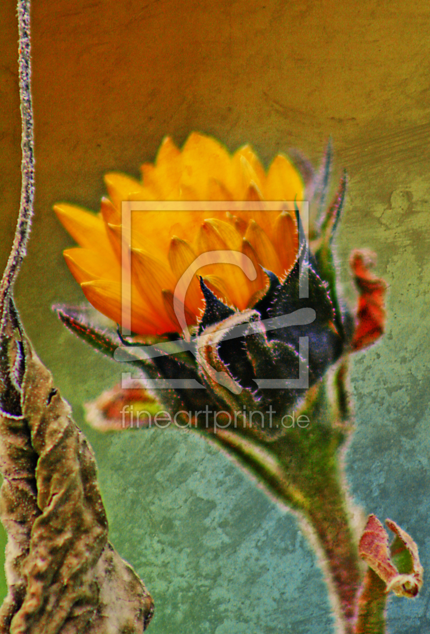Bild-Nr.: 10278449 späte Blüte erstellt von chriko