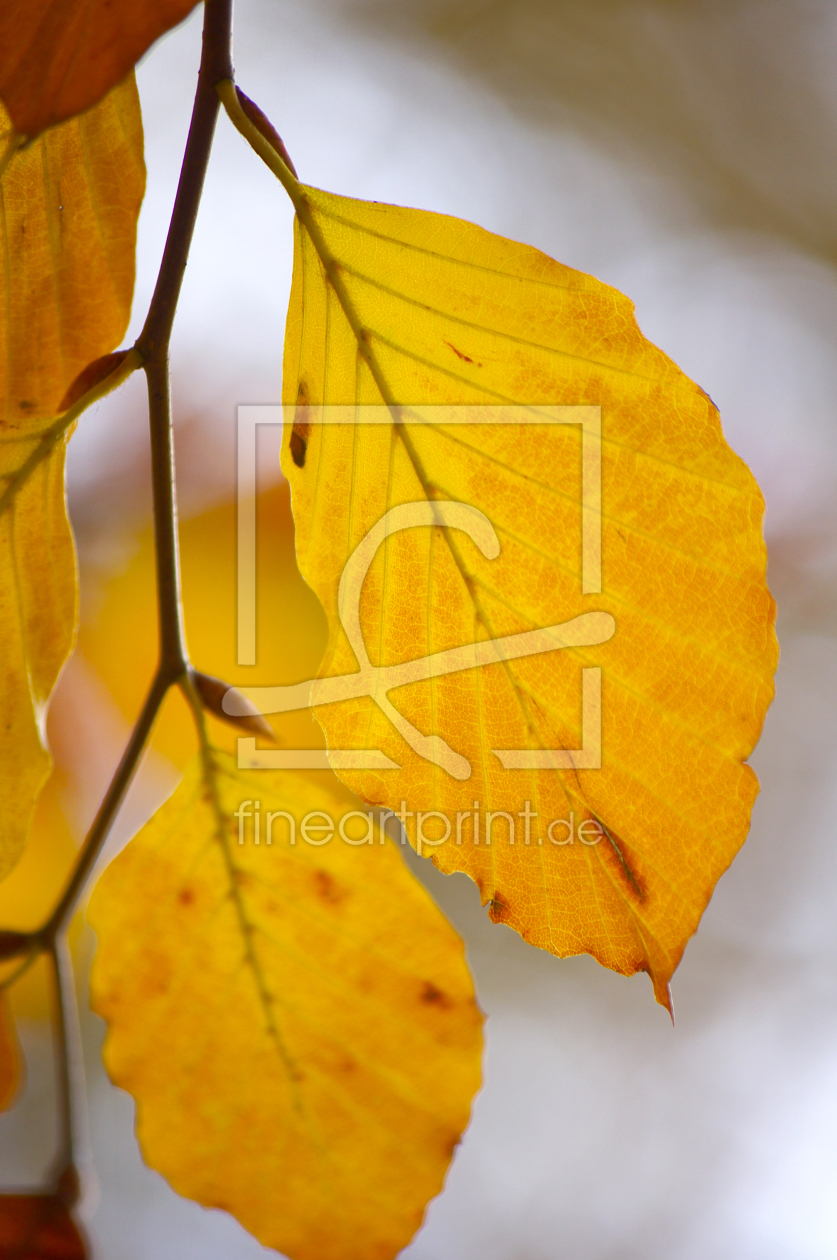 Bild-Nr.: 10278831 Farben des Herbst erstellt von Angela  Dölling