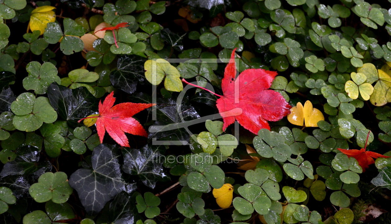 Bild-Nr.: 10278981 Herbst erstellt von Rolf Eschbach