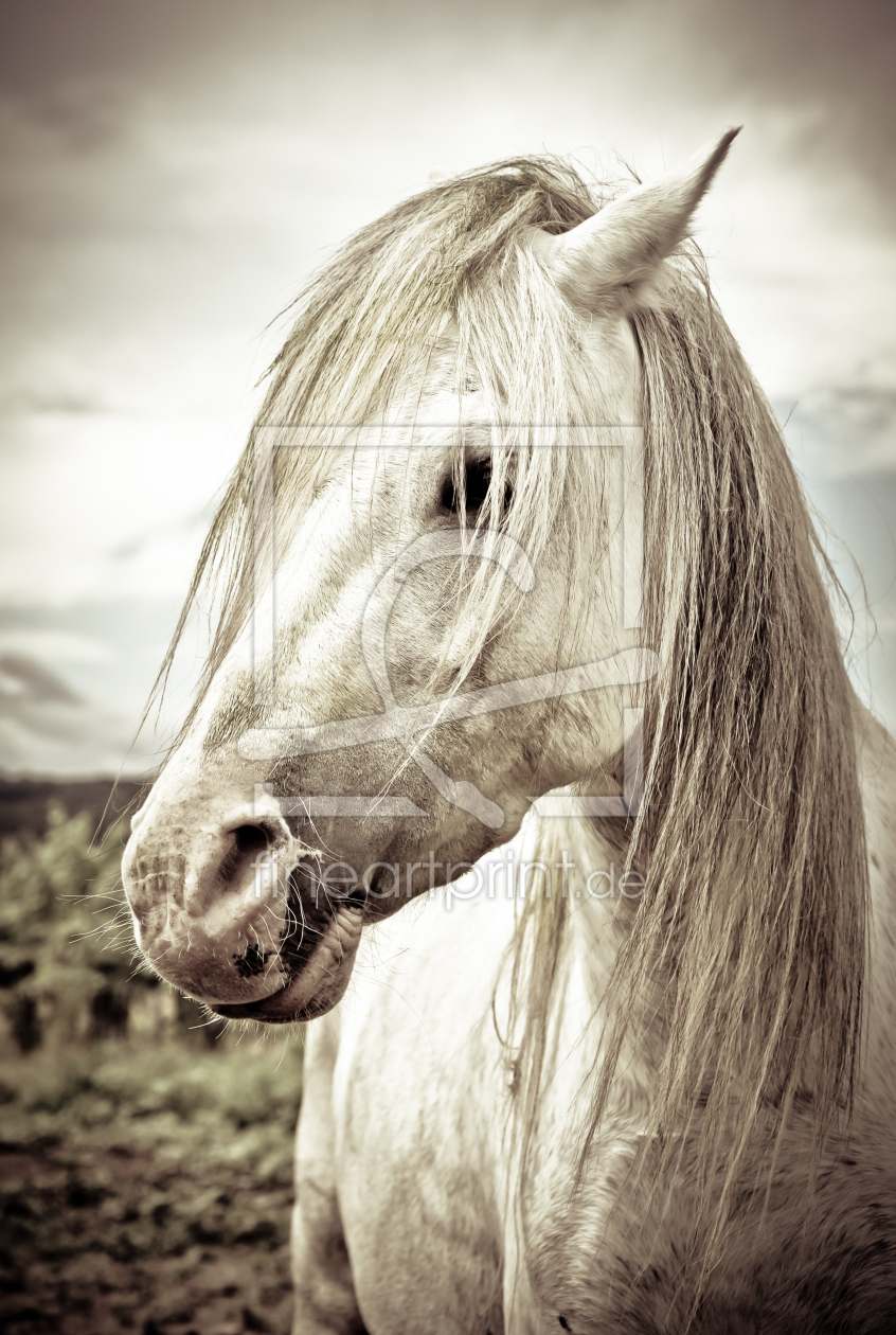 Bild-Nr.: 10279407 Weißer Hengst erstellt von picsbySaRa