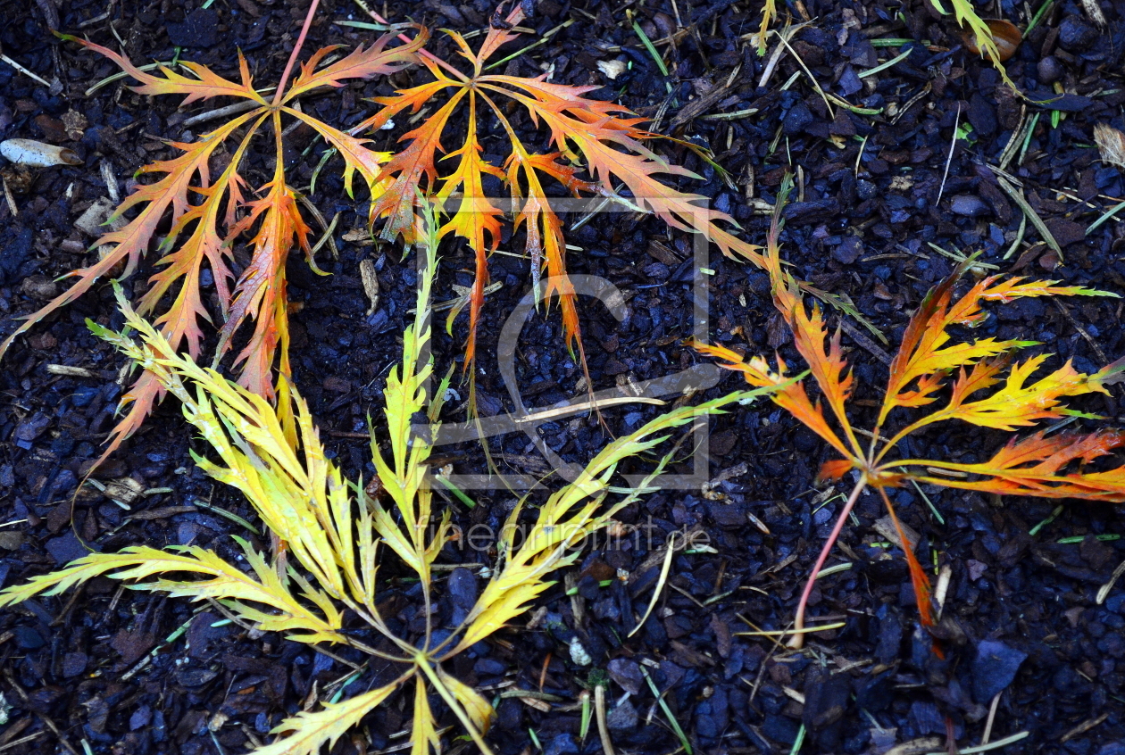 Bild-Nr.: 10280319 Herbstfarben erstellt von Rolf Eschbach