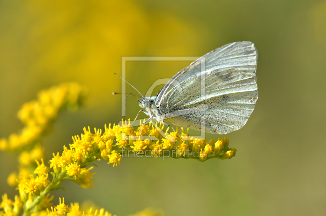 Bild-Nr.: 10281733 Butterfly erstellt von Atteloi