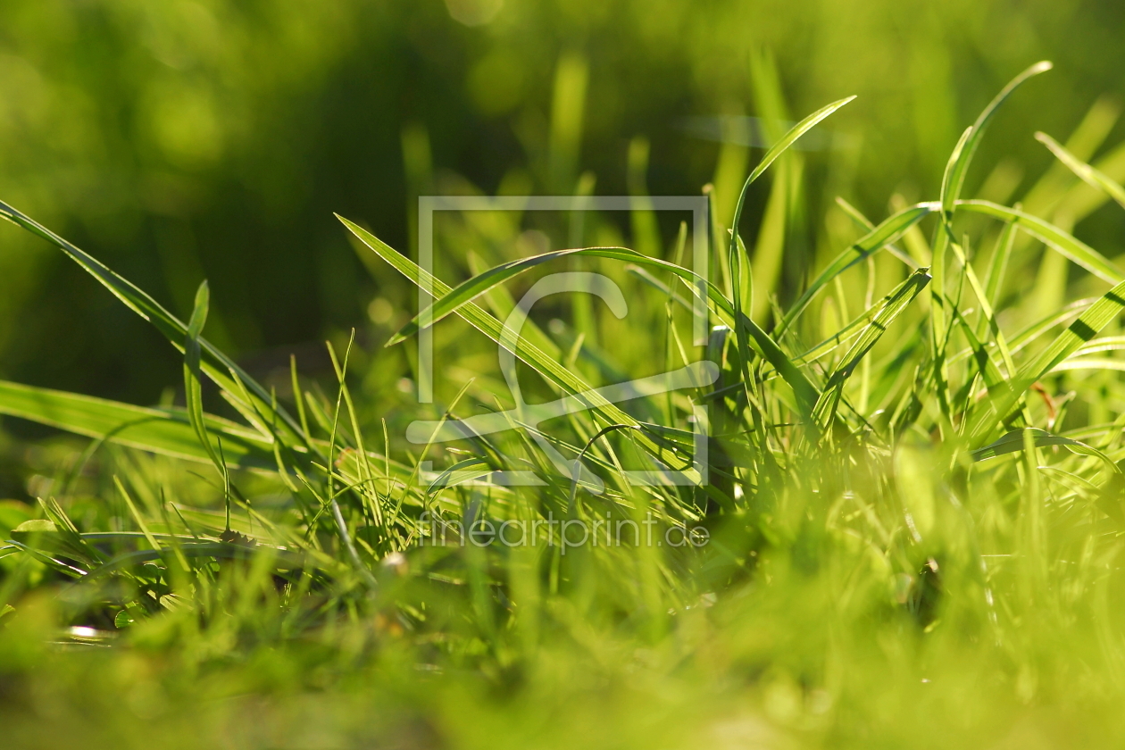 Bild-Nr.: 10282453 Liege im Gras und träume erstellt von Ostfriese