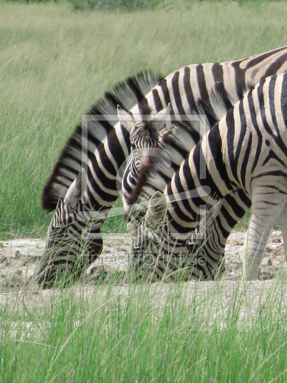 Bild-Nr.: 10282873 Zebra Triple mit Fohlen erstellt von Namibia2011