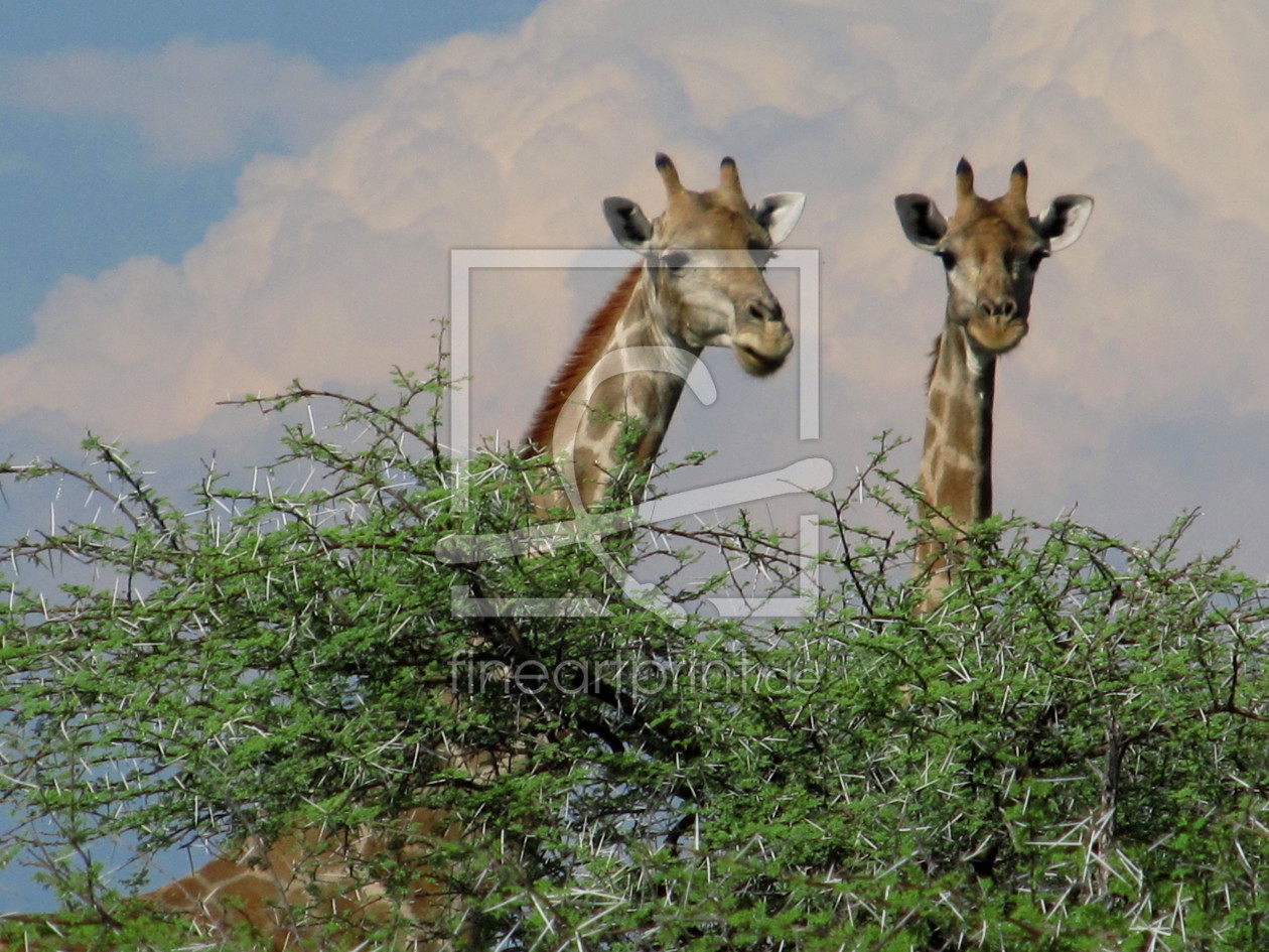 Bild-Nr.: 10282883 Giraffe mit Überblick erstellt von Namibia2011
