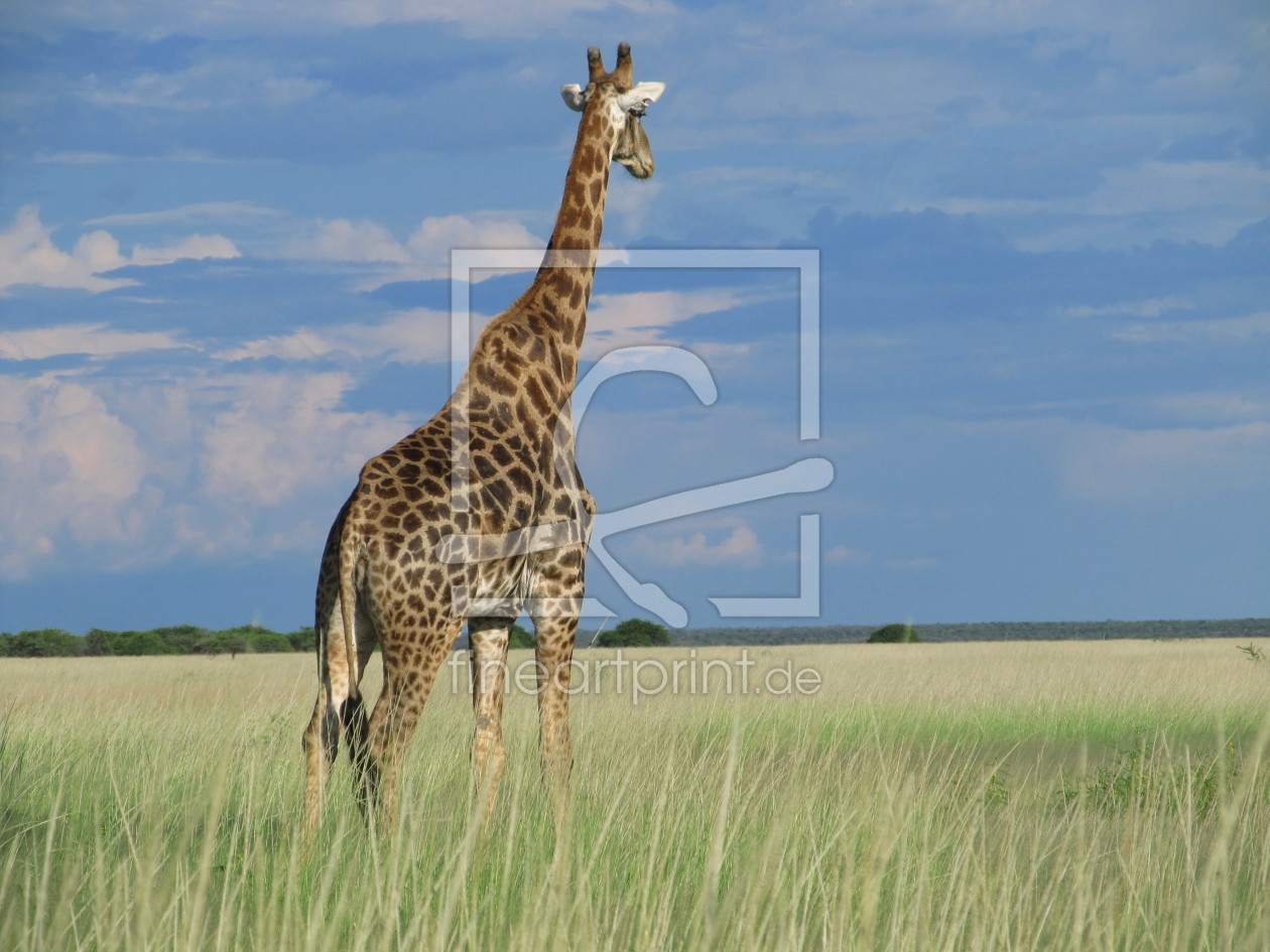 Bild-Nr.: 10282895 Giraffe mit Weitblick  erstellt von Namibia2011