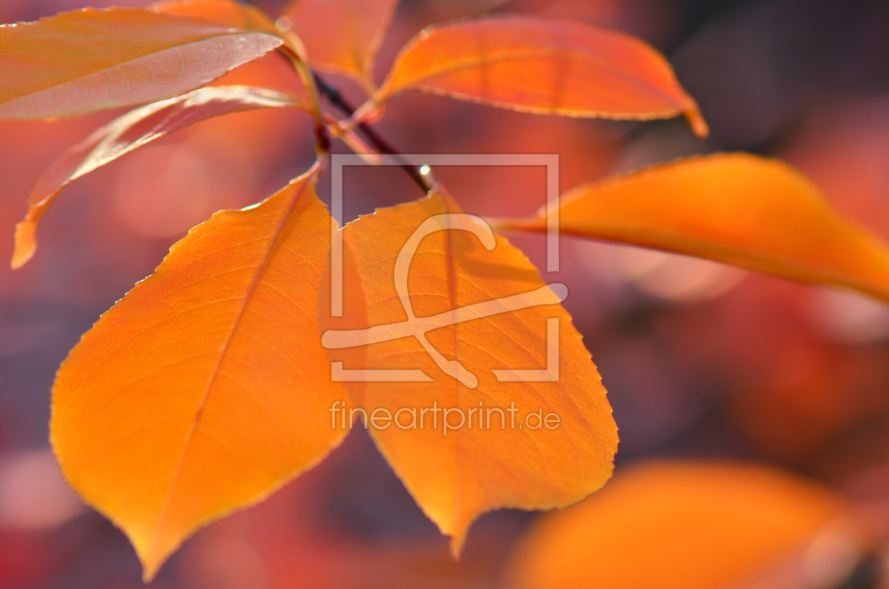 Bild-Nr.: 10283123 Herbstblätter erstellt von Atteloi