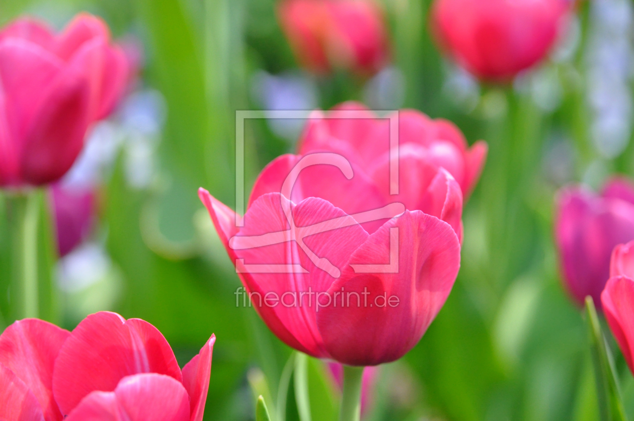 Bild-Nr.: 10284151 Tulpen erstellt von MSPictures