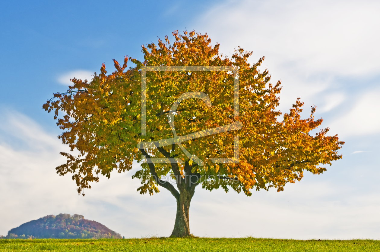 Bild-Nr.: 10284737 Obstbaum im Herbst erstellt von Hans-Joachim Schneider