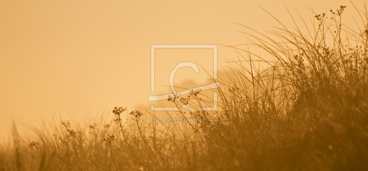 Bild-Nr.: 10288993 Sonnenaufgang in den Dünen erstellt von Stephanie Stephanie Dannecker