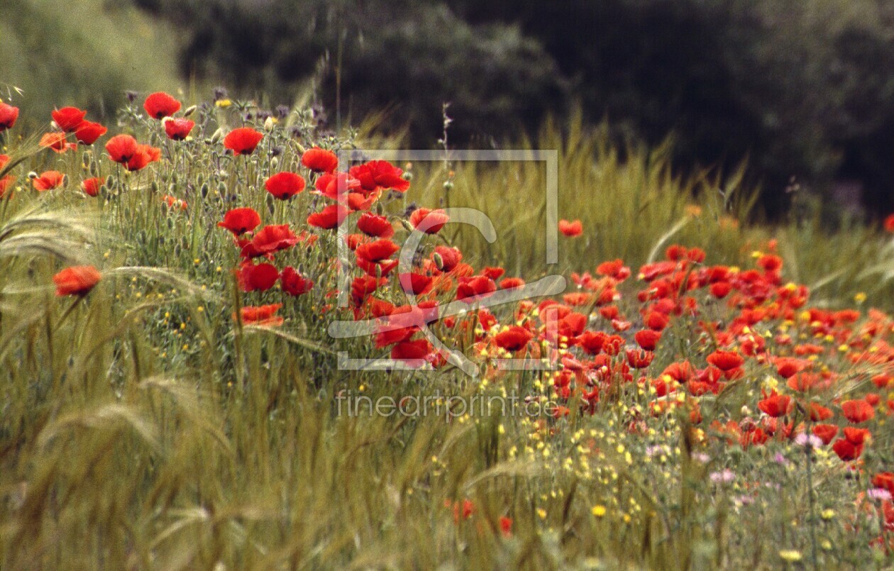 Bild-Nr.: 10290535 roter Mohn erstellt von GUGIGEI