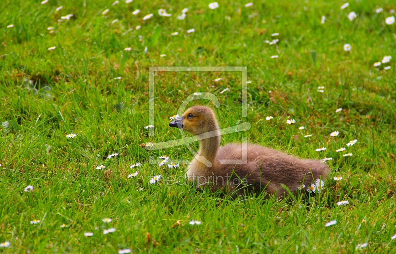 Bild-Nr.: 10291981 Gänseblümchen erstellt von falconer59