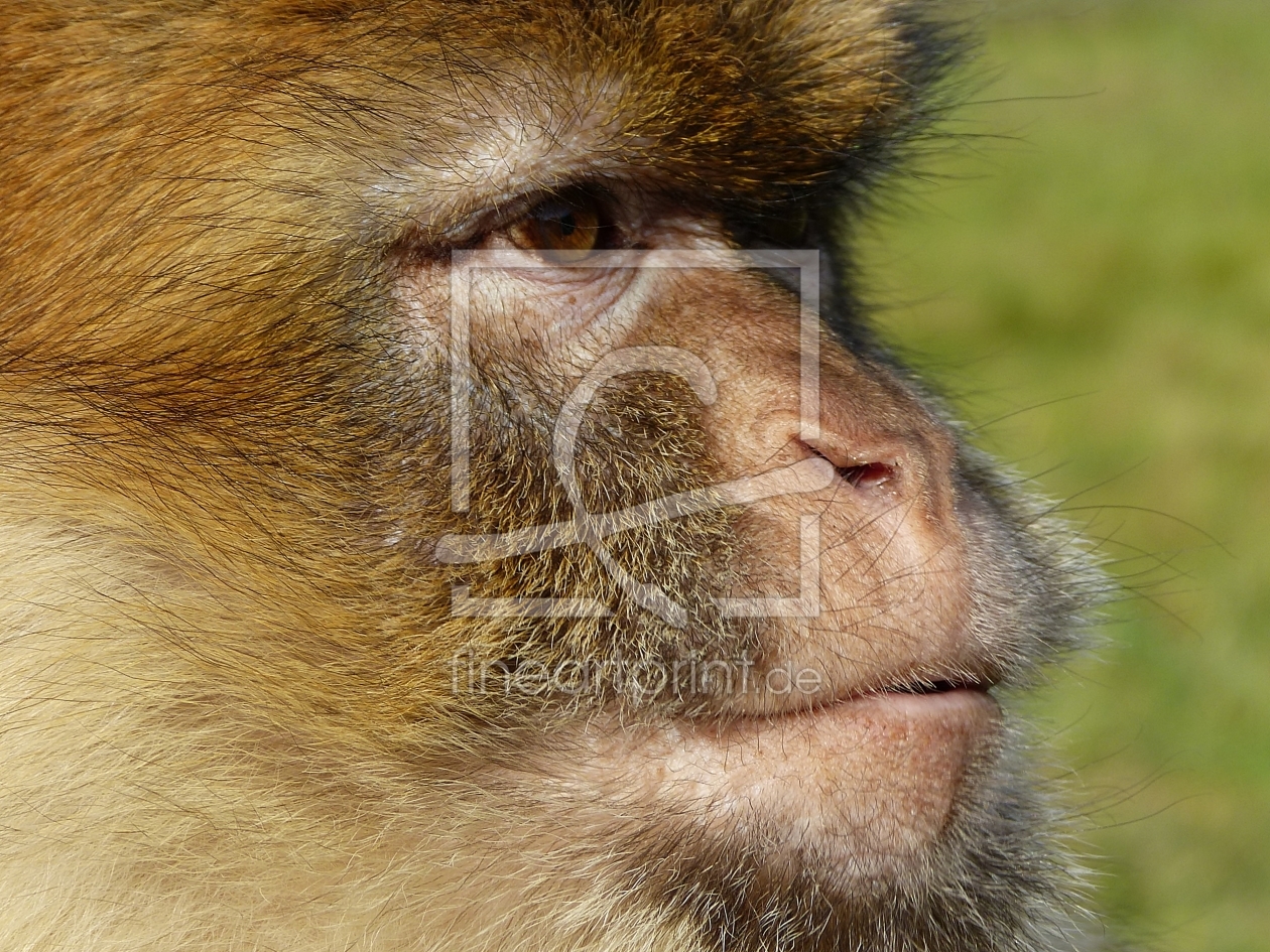 Bild-Nr.: 10292037 Berberaffe erstellt von gabii40