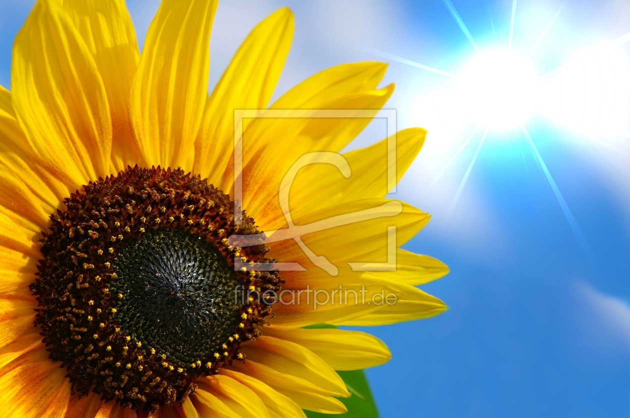 Bild-Nr.: 10292351 Sonnenblume mit Sonnenstrahlen erstellt von Ina  Penning