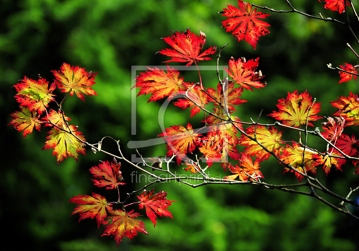 Bild-Nr.: 10292419 Herbstzauber erstellt von Botanicus