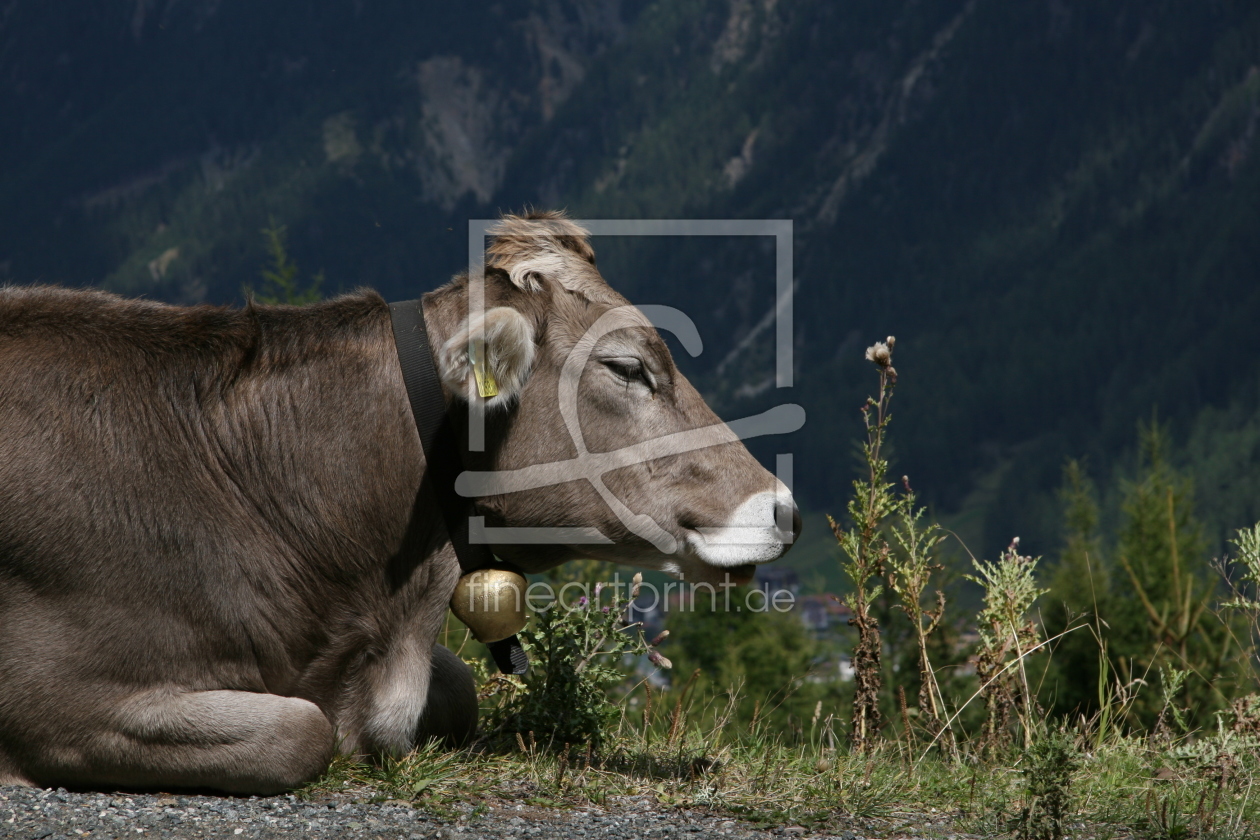 Bild-Nr.: 10296205 Allgäuer Kuh erstellt von Hottommi