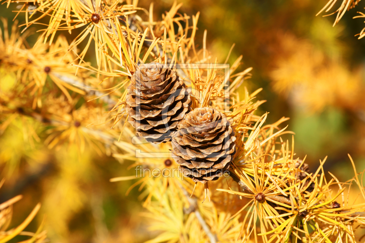 Bild-Nr.: 10297305 Goldener Herbst erstellt von PhotographybyMK