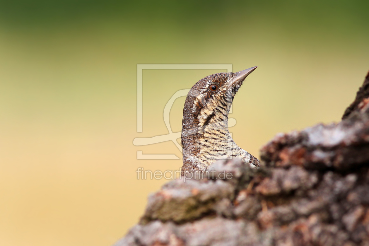 Bild-Nr.: 10297315 ~ W E N D E H A L S ~ Bild-Nr.: 10297315 ~ W E N D E H A L S ~ erstellt von brawo-foto
