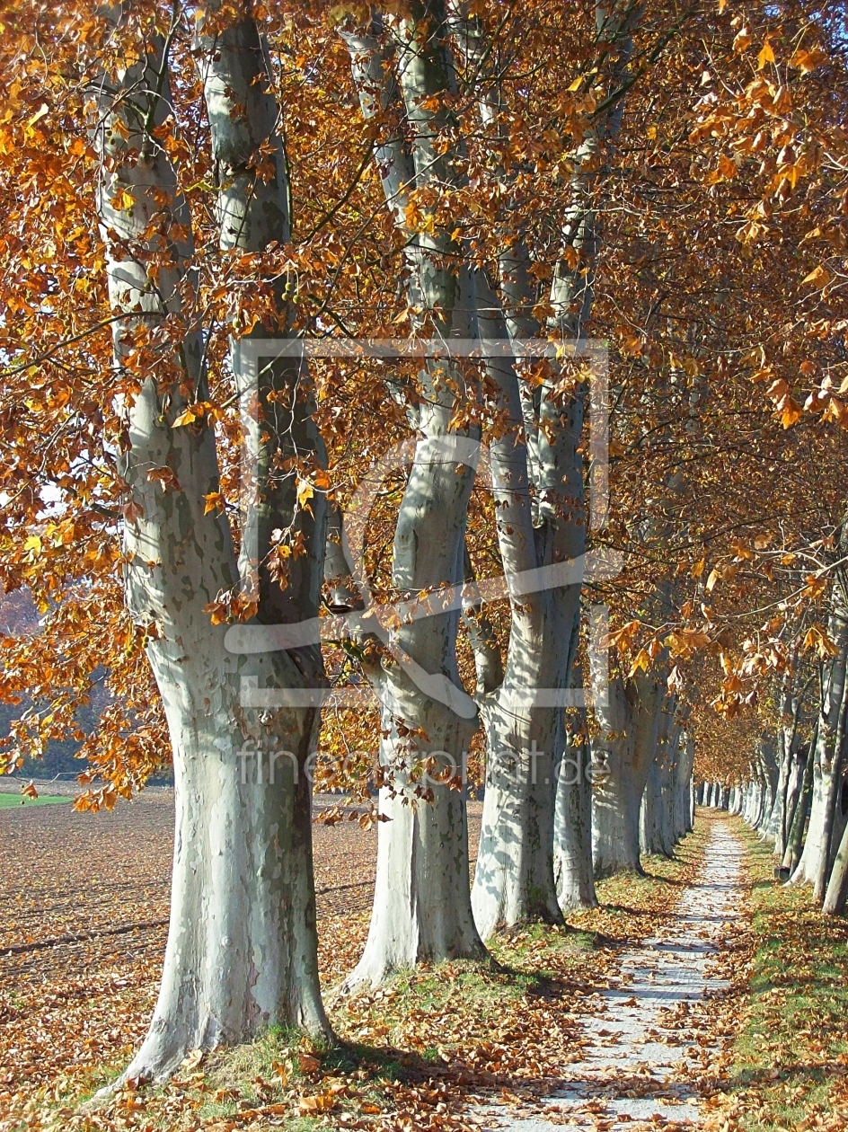Bild-Nr.: 10297481 Platanenherbst erstellt von Marion227