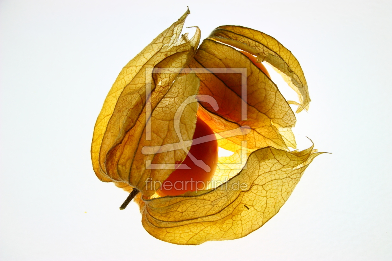 Bild-Nr.: 10298671 Physalis 1 erstellt von SusannePunkt