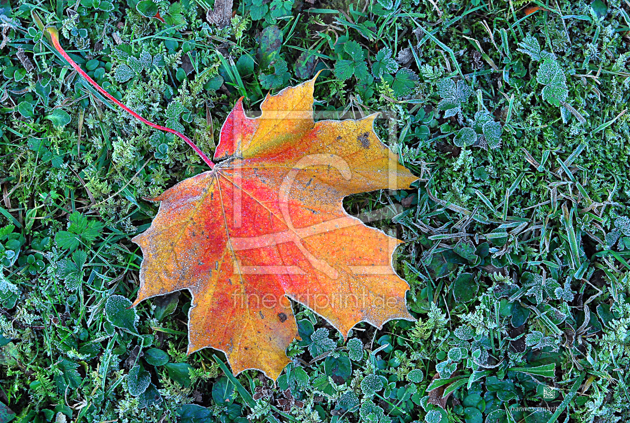 Bild-Nr.: 10298907 Herbstbaltt erstellt von hannes cmarits