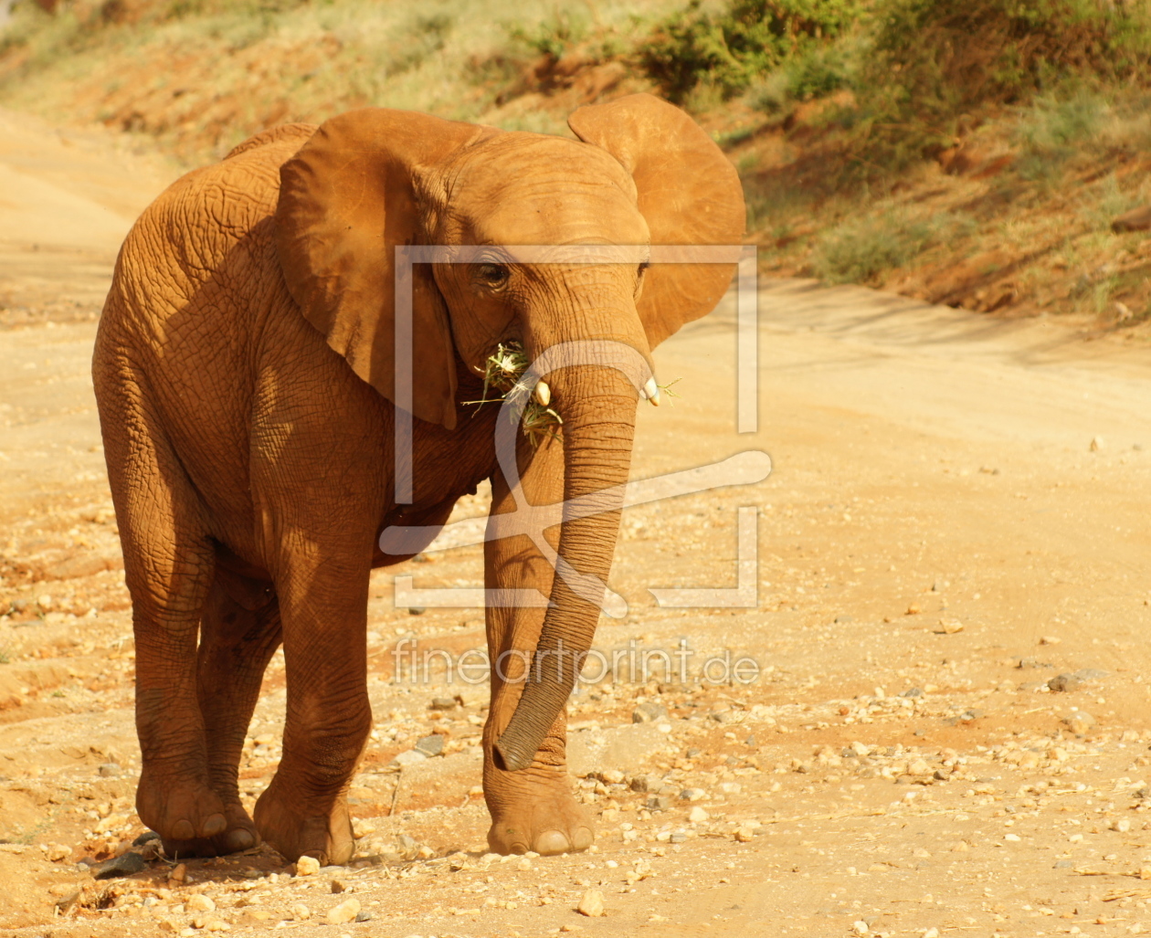 Bild-Nr.: 10299551 Elefantenkalb erstellt von picture-arts