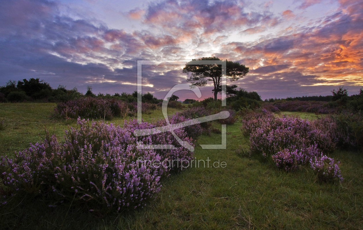 Bild-Nr.: 10300427 Spätsommer in der Heide erstellt von sk-photoart