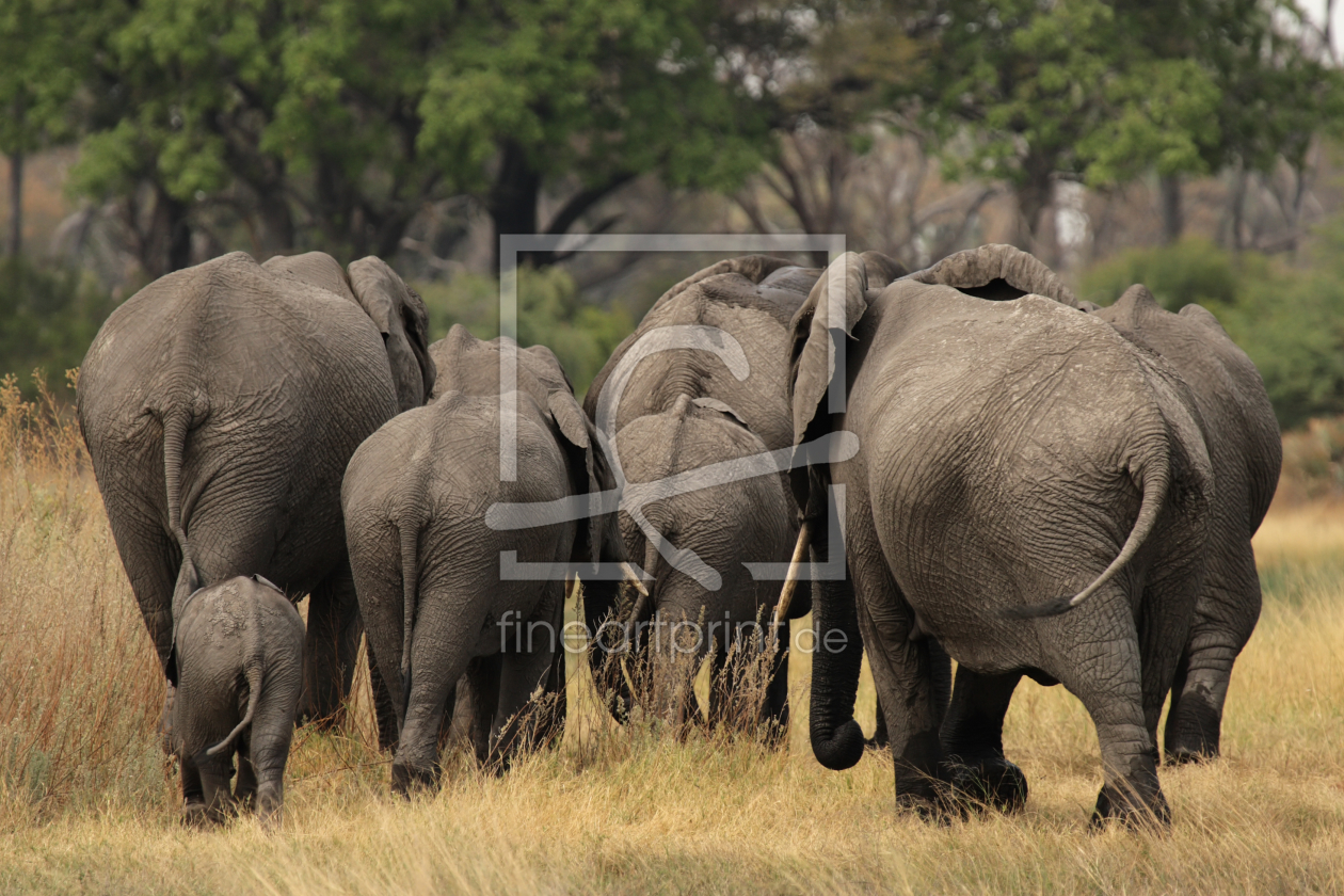 Bild-Nr.: 10304997 Elefanten im Okavango Delta erstellt von DirkR