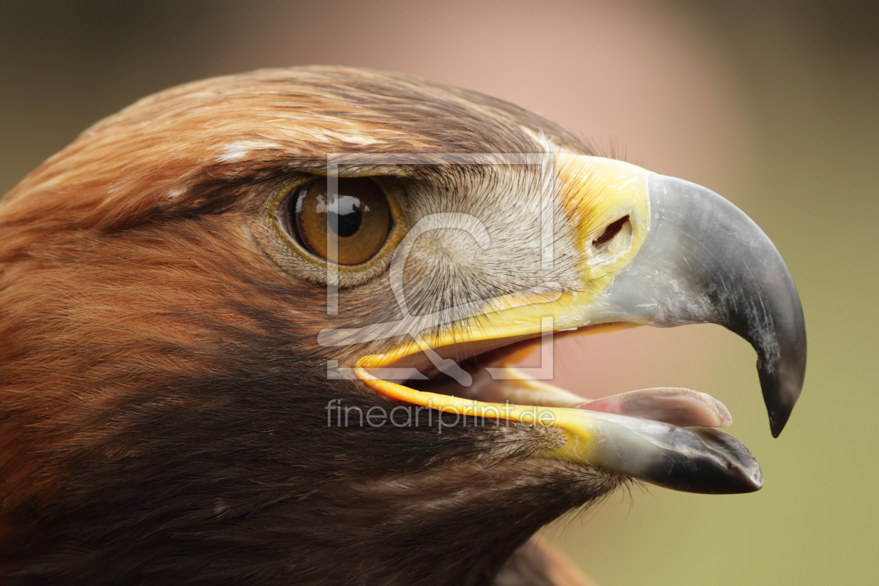 Bild-Nr.: 10305009 Steinadler (Aquila chrysaetos) erstellt von DirkR