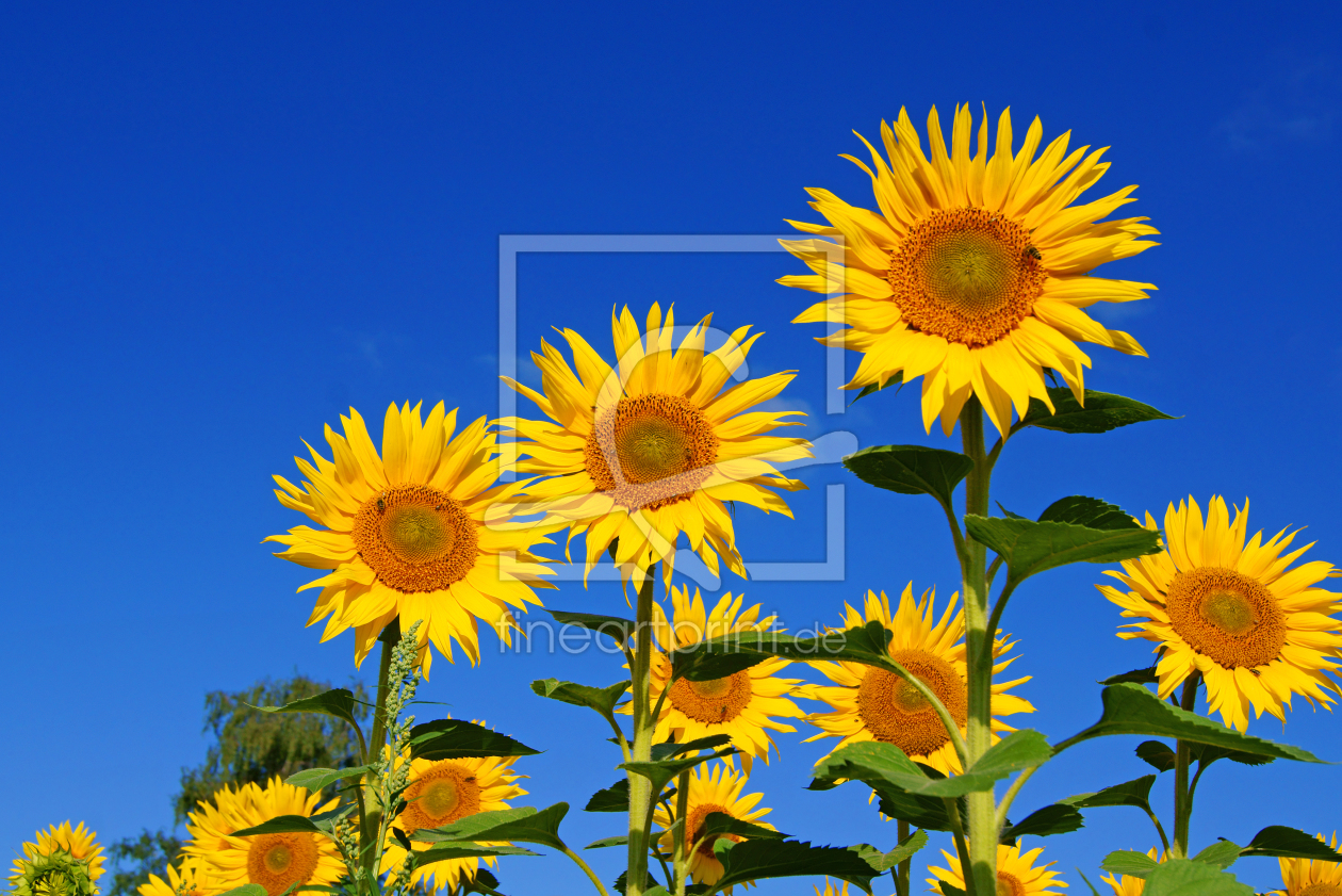 Bild-Nr.: 10305343 Sonnenblume erstellt von PhotographybyMK