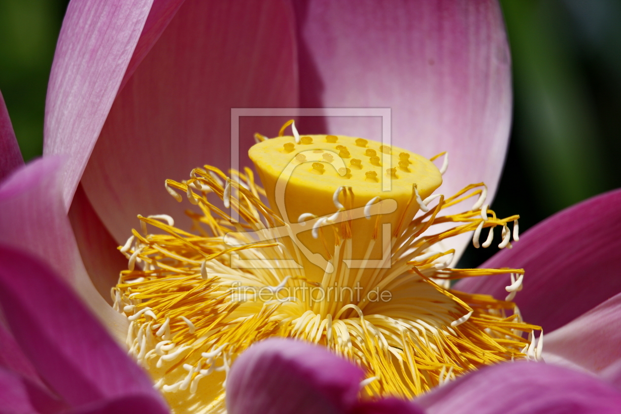 Bild-Nr.: 10306025 Lotusblume erstellt von fotoping